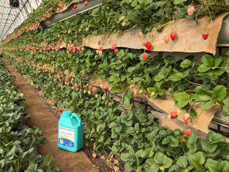 草莓各個(gè)時(shí)期的施肥方案-草莓用沃葉水溶肥效果.png