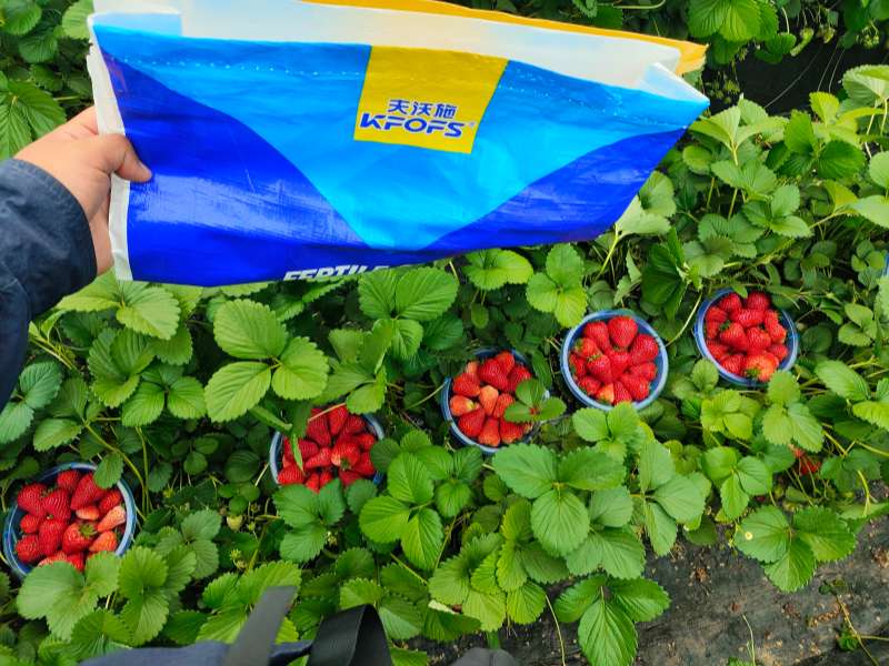 草莓各個(gè)時(shí)期的施肥方案-草莓用沃葉水溶肥效果3.png